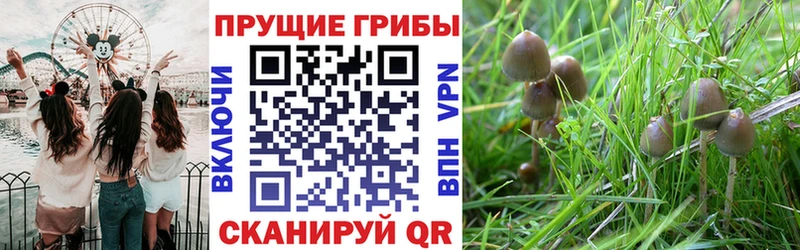 МЕГА ТОР  Стрежевой  Галлюциногенные грибы Cubensis 